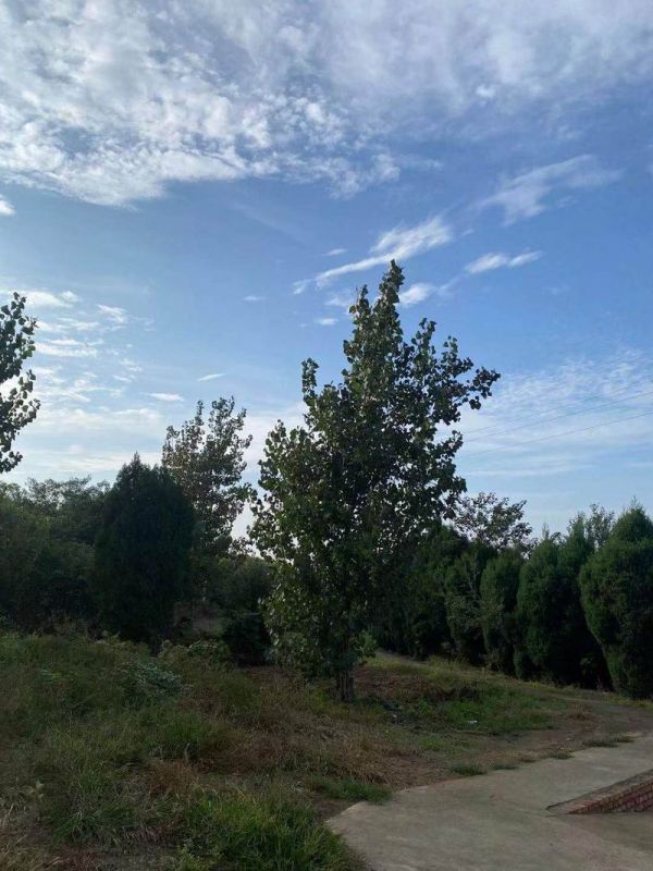 園區(qū)景觀